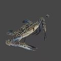 Realistic 3D Rendering Of Blue Spotted Crab With Extended Claws And Legs