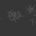 Shrubs With Various Green Striped Leaves And Upright Cluster Growth Formations