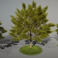 Three Green Trees with Lush Leaves and Brown Trunks on Grass Patches Against Gray Background