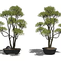 Two Artistic Bonsai Trees with Lush Foliage in Black Pots Against White Background