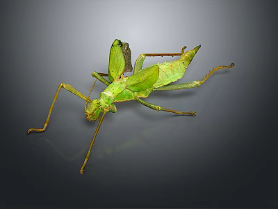 Close Up Green Mantis With Detailed Body And Long Legs On Dark Background 3d model