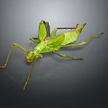Close Up Green Mantis With Detailed Body And Long Legs On Dark Background