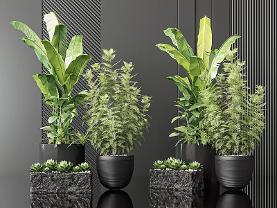 Bonsai Potted Plants with Large Green Leaves in Black Pots on Marble Bases in Dark Interior 3d model