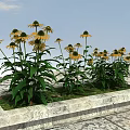 Yellow Coneflowers With Green Leaves Growing In Stone Planter Under Blue Sky White Clouds