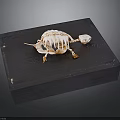 Turtle Skeleton Exhibit On Black Wooden Board With Natural Bone Structure