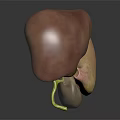 3D Anatomical Model of Human Organs Displaying Liver Gallbladder and Stomach Details