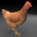 Brown Chicken With Red Comb And Wattles Standing On Gray Surface 3d model