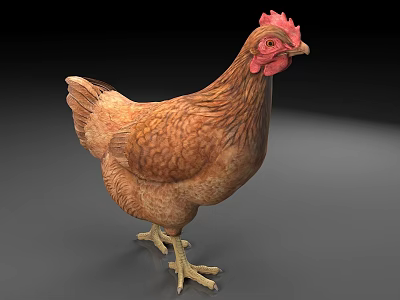 Brown Chicken With Red Comb And Wattles Standing On Gray Surface 3d model