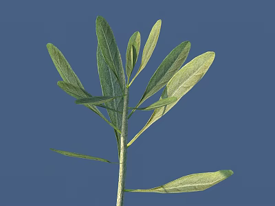 Green Leafy Plant With Long Stem And Fresh Leaves Against Blue Background 3d model