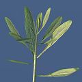 Green Leafy Plant With Long Stem And Fresh Leaves Against Blue Background