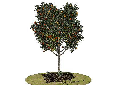 Modern Fruit Trees 3d model