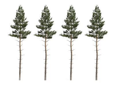 Four Tall Arbor Trees Featuring Straight Trunks And Lush Evergreen Canopies 3d model