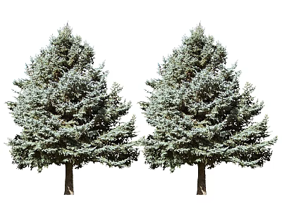 Two Evergreen Trees With Lush Green Foliage Straight Trunks And Full Canopy 3d model