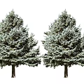 Two Evergreen Trees With Lush Green Foliage Straight Trunks And Full Canopy