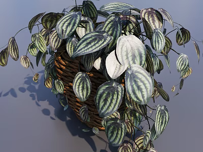 Potted Bonsai Plant With Variegated Green And White Trailing Leaves In Basket Planter 3d model