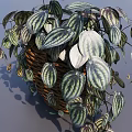 Potted Bonsai Plant With Variegated Green And White Trailing Leaves In Basket Planter