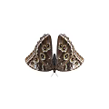 Beautiful Blue Butterfly With Vibrant Wings And Detailed Patterns As Flying Insect