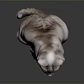 Gray Cat with Red Collar Green Eyes Sitting on Shiny Black Surface Against Dark Background