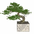Bonsai Tree With Curved Trunk And Lush Foliage In Square Stone Pot