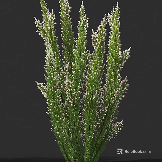 Lush Green Shrub With Small White Flowers And Dense Foliage 3d model 