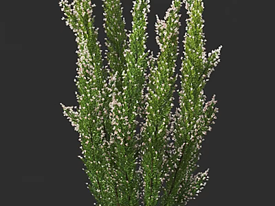 Lush Green Shrub With Small White Flowers And Dense Foliage 3d model