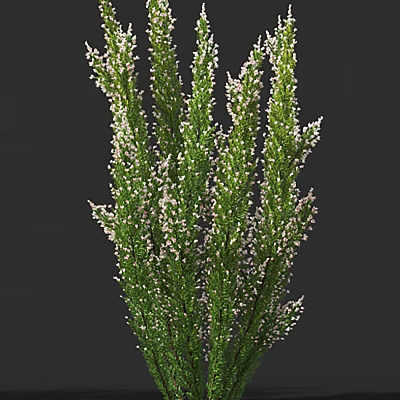 Lush Green Shrub With Small White Flowers And Dense Foliage 3d model