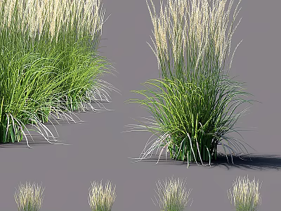 Ornamental Grasses With Tall Green Leaves And White Plumes In Various Clumps 3d model