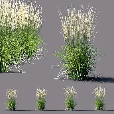 Ornamental Grasses With Tall Green Leaves And White Plumes In Various Clumps 3d model