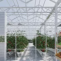 Greenhouse Interior With Tomato Plants Vegetable Shelves Glass Framework And Growing Troughs