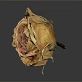 Natural Dried Rose Plant with Orange Yellow Wilted Petals on Gray Background