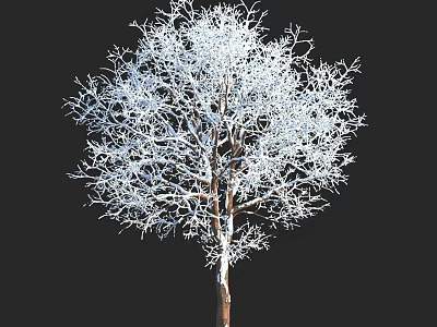 Leafless Tree With White Covered Branches And Brown Trunk Against Black Background 3d model