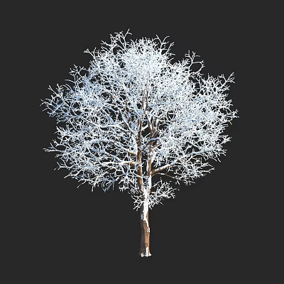 Leafless Tree With White Covered Branches And Brown Trunk Against Black Background 3d model