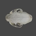 Animal Skull With Markings Displayed At Nature Lab University Of Nevada
