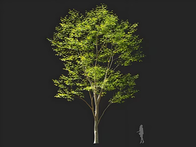 Arbor With Lush Green Foliage Slender Trunk And Human Silhouette For Scale 3d model