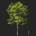Arbor With Lush Green Foliage Slender Trunk And Human Silhouette For Scale