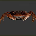 Red Black Crab With Long Legs And Sharp Claws On Dark Shiny Surface 3d model