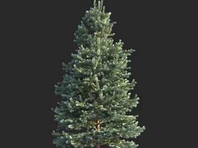 Evergreen Arbor With Lush Green Needles Natural Foliage And Isolated Black Background 3d model
