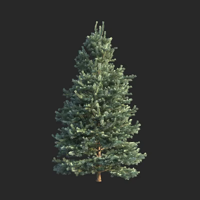 Evergreen Arbor With Lush Green Needles Natural Foliage And Isolated Black Background 3d model