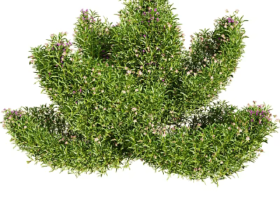 Lush Green Flowering Plants With Purple Blooms And Dense Foliage Growth 3d model
