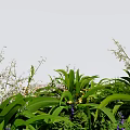 Vibrant Garden Display With Lush Green Leaves White Flowers And Purple Blooms
