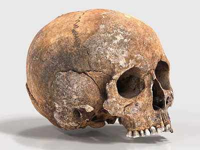 Detailed Weathered Ancient Skull Sculpture Showcasing Cracked Surface And Textured Features 3d model