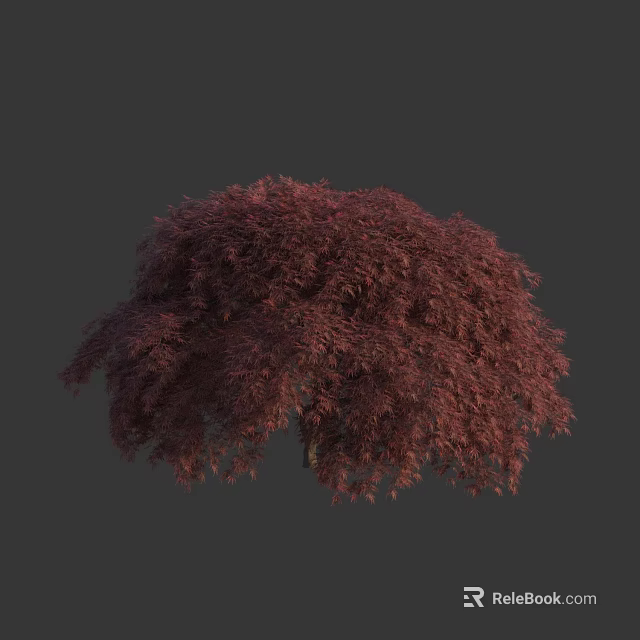 Lush Weeping Tree with Vibrant Red Purple Leaves for Ornamental Landscape Design 3d model 