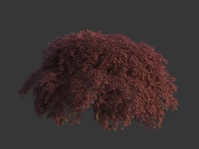 Lush Weeping Tree with Vibrant Red Purple Leaves for Ornamental Landscape Design 3d model