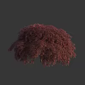 Lush Weeping Tree with Vibrant Red Purple Leaves for Ornamental Landscape Design