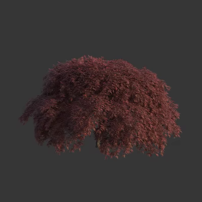 Lush Weeping Tree with Vibrant Red Purple Leaves for Ornamental Landscape Design 3d model