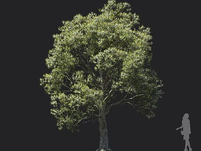 Tall Lush Arbor With Green Leaves And Thick Trunk Beside Silhouette Figure 3d model