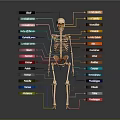 Anatomical Human Skeleton Diagram Showing Organs And Hair With Colorful Labels