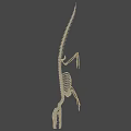 Full Crocodile Skeleton With Detailed Skeletal Structure For Scientific Study