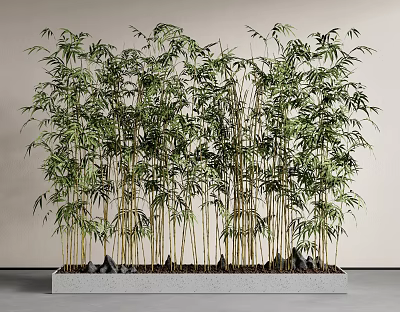 Lush Green Bamboo Plants Planted in Rectangular Concrete Planter with Stones Against Light Colored Wall 3d model