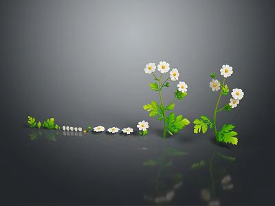 Plants with White Small Flowers and Green Leaves on Dark Surface Gray Background Reflections 3d model
